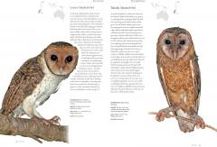 Owls: A Guide to Every Species in the World
