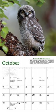 Calendar 2022 - Little Owls