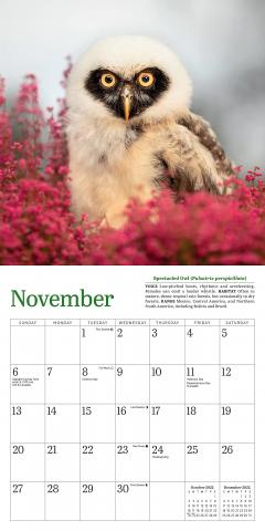 Calendar 2022 - Little Owls