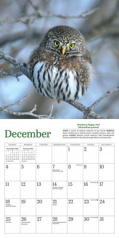 Calendar 2022 - Little Owls