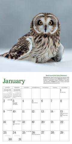 Calendar 2022 - Little Owls