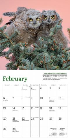 Calendar 2022 - Little Owls