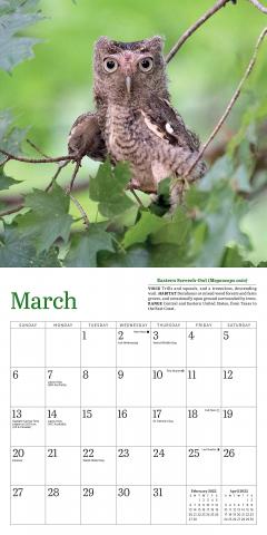 Calendar 2022 - Little Owls