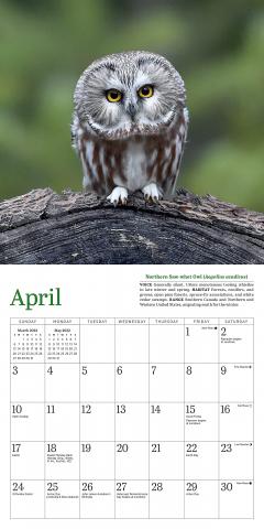 Calendar 2022 - Little Owls