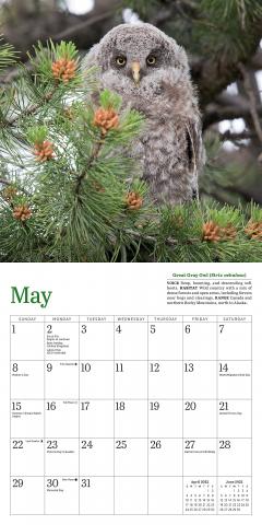 Calendar 2022 - Little Owls