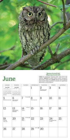 Calendar 2022 - Little Owls