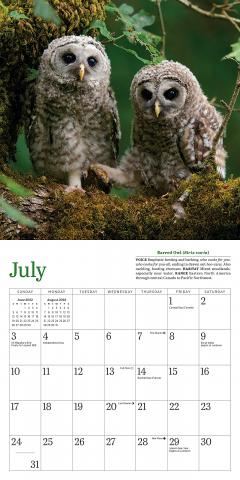 Calendar 2022 - Little Owls