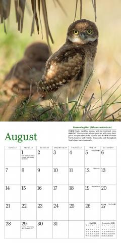 Calendar 2022 - Little Owls