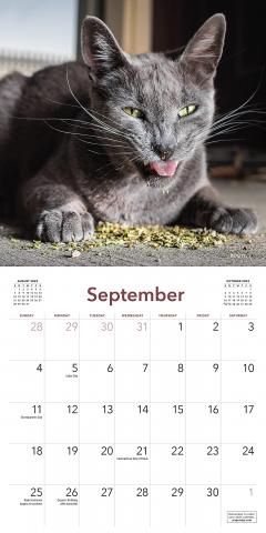 Calendar 2022 - Cats on Catnip