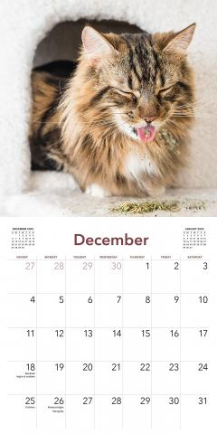 Calendar 2022 - Cats on Catnip