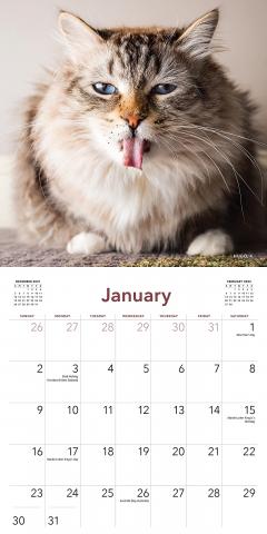 Calendar 2022 - Cats on Catnip