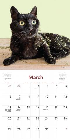 Calendar 2022 - Cats on Catnip