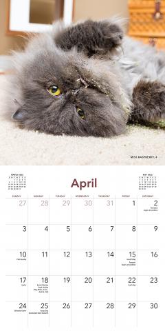 Calendar 2022 - Cats on Catnip