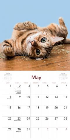 Calendar 2022 - Cats on Catnip