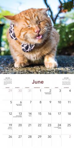 Calendar 2022 - Cats on Catnip