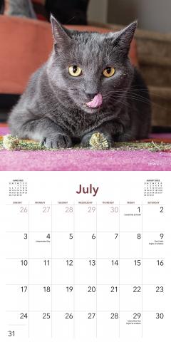 Calendar 2022 - Cats on Catnip