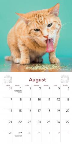 Calendar 2022 - Cats on Catnip