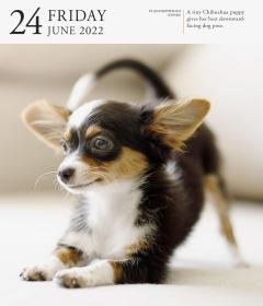 Calendar 2022 - Page-A-Day Gallery Calendar: Dog