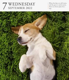 Calendar 2022 - Page-A-Day Gallery Calendar: Dog