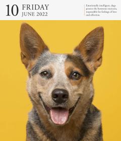 Calendar 2022 - Page-A-Day Gallery Calendar: Dog