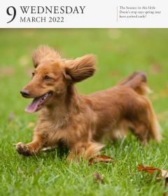 Calendar 2022 - Page-A-Day Gallery Calendar: Dog