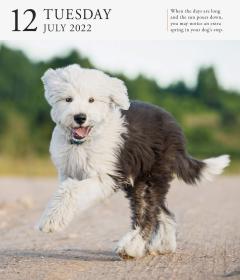 Calendar 2022 - Page-A-Day Gallery Calendar: Dog