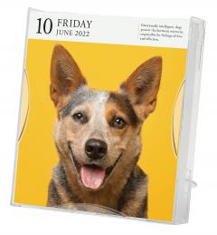 Calendar 2022 - Page-A-Day Gallery Calendar: Dog