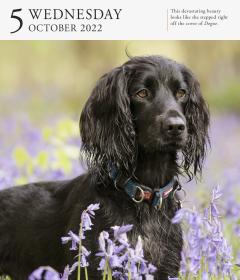 Calendar 2022 - Page-A-Day Gallery Calendar: Dog