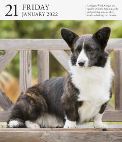 Calendar 2022 - Page-A-Day Gallery Calendar: Dog