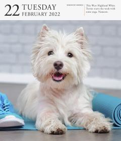 Calendar 2022 - Page-A-Day Gallery Calendar: Dog