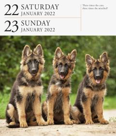 Calendar 2022 - Page-A-Day Gallery Calendar: Dog