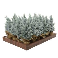 Brad decorativ - Mini tree frosted indoor 