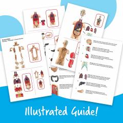 Joc - Macheta corpului uman