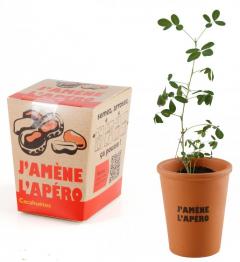 Kit pentru plantat - Arahide