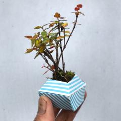 Set ghivece - Origami Plant Pot: Classic