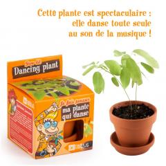 Kit de plantare cu ghiveci - Planta dansatoare