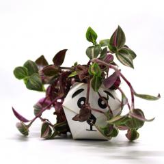 Set ghivece - Origami Plant Pot: Rainforest Animals
