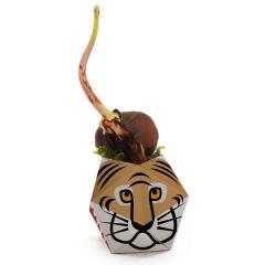 Set ghivece - Origami Plant Pot: Rainforest Animals