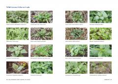 The Forager Chef's Book of Flora