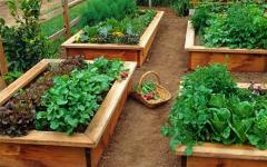 The Healthy Garden