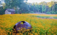 The Healthy Garden