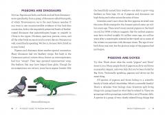 A Pocket Guide to Pigeon Watching