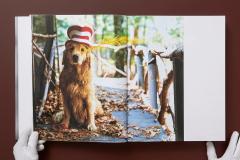 The Golden Retriever Photographic Society