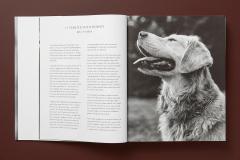 The Golden Retriever Photographic Society