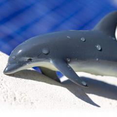 Figurina - Bottlenose Dolphin