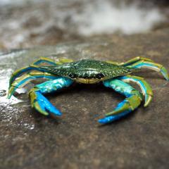 Figurina - Blue Crab