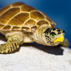 Figurina - Loggerhead Turtle