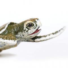 Figurina - Kemp's Ridley Sea Turtle Baby