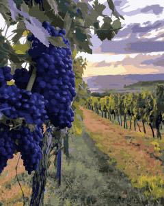 Set pictura pe numere - Vita de Vie, 40x50 cm