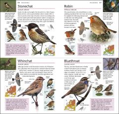 Pocket Birds of Britain and Europe